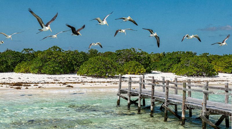 Isla Contoy: the protected bird island off Cancún