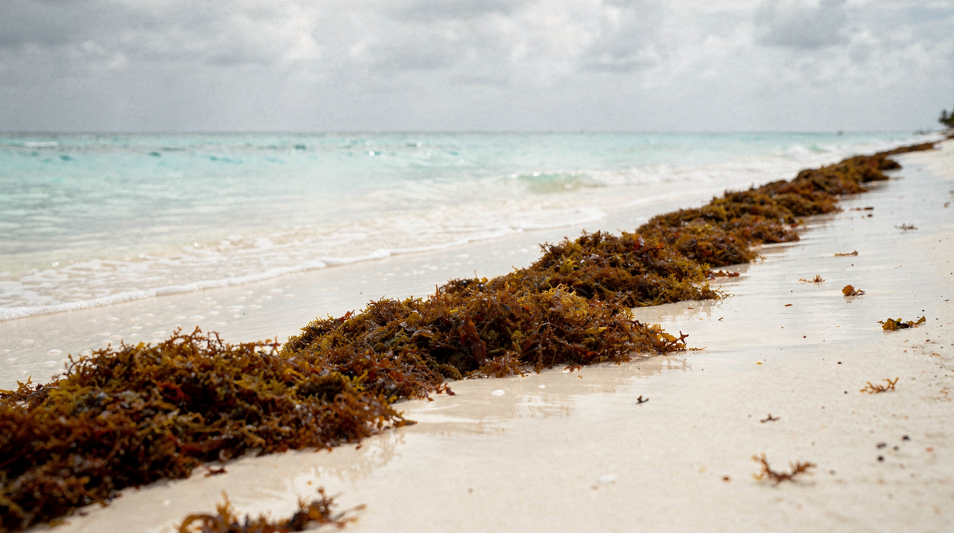 Sargassum in Cancún: the honest seasonal guide