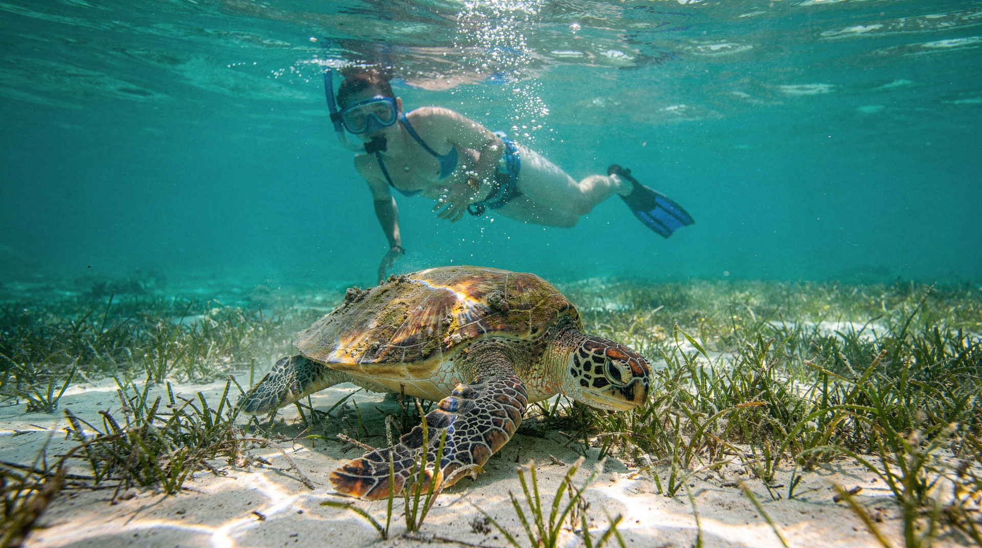 Swimming with turtles in Akumal: the honest guide
