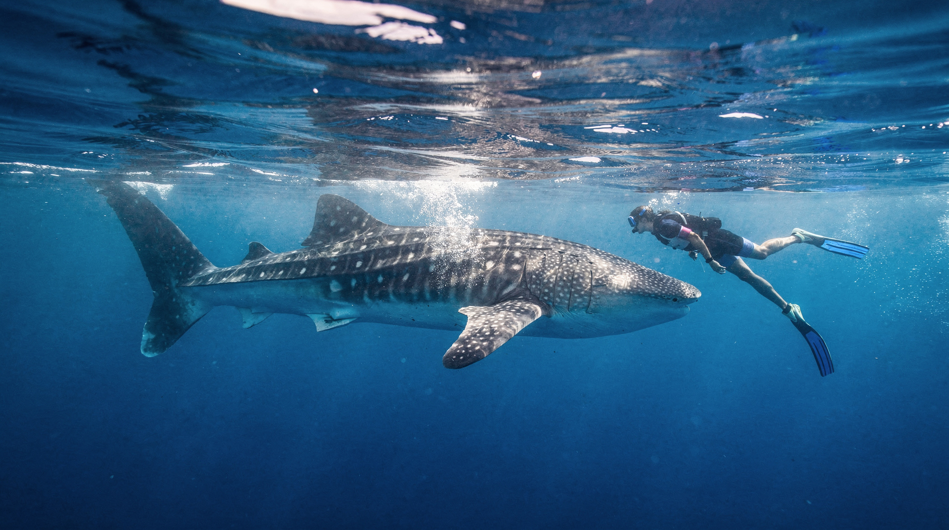 Whale shark tours from Cancún: season, ethics and cost